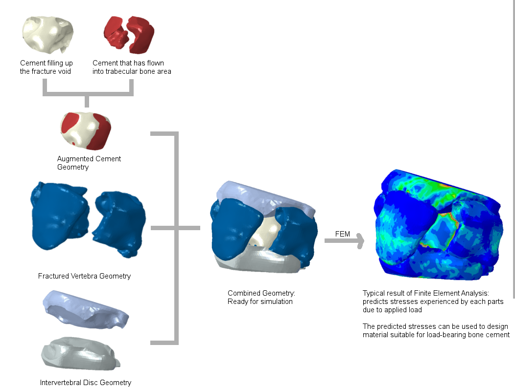 exercise-nutrition-hormones-and-bone-tissue-anatomy-and-physiology